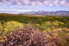 Arizona-Tucson-Saguaro National Park Art Print